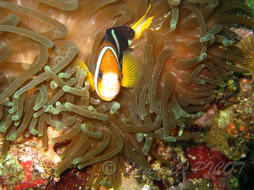 Poisson clown 1.JPG
